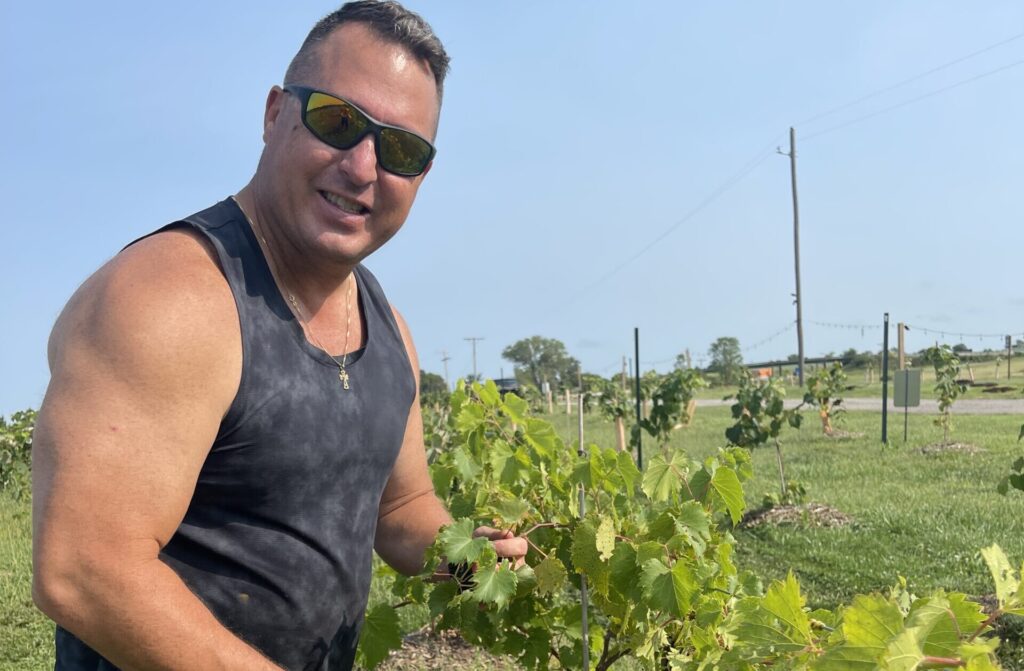 puning vineyard